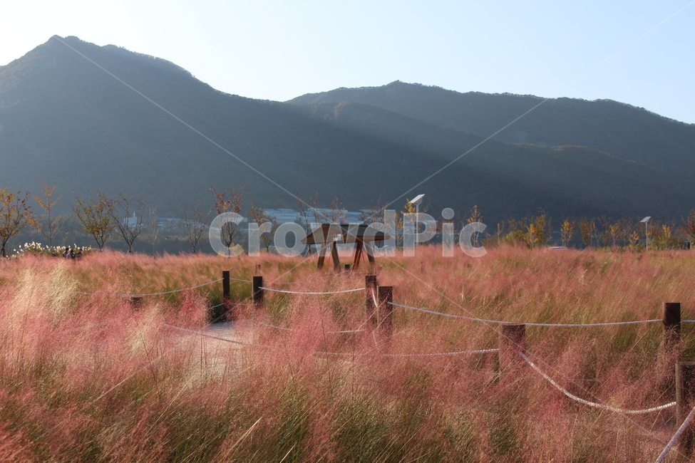 nature,자연,outdoors,옥외,풍경,들꽃