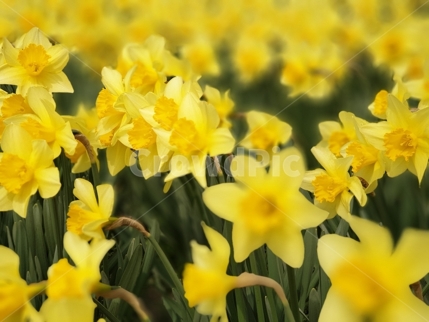 봄,봄꽃,수선화,수선화축제,spring,자연,노란수선화,식물,자연,plants,nature,꽃,flower