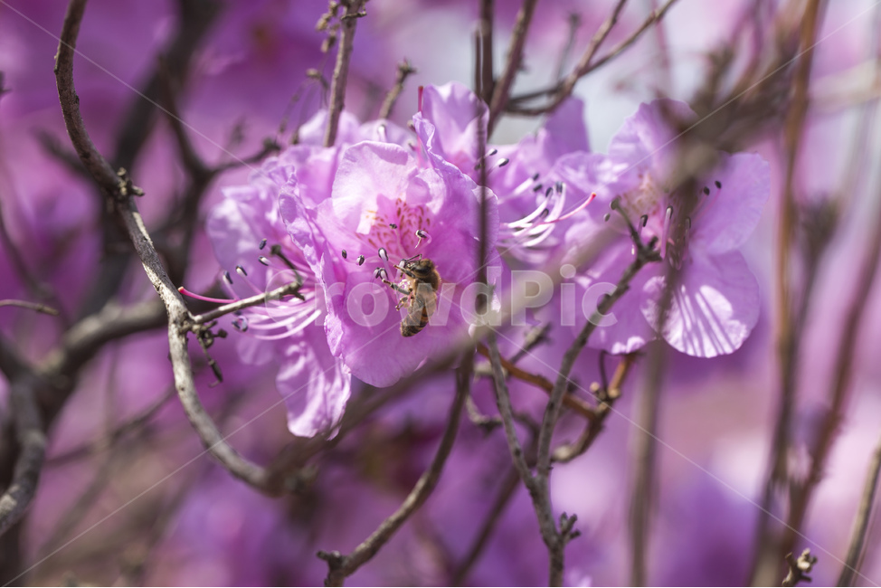 진달래,진달래꽃,꽃,식물,꽃밭,꽃동산,연분홍,분홍색,핑크,분홍꽃,봄꽃,봄,계절,진달래축제,철쭉,배경화면,백그라운드,벌,꿀뻘,꿀,봄,계절,spring,season,plant,bee,honey bee,꿀벌,animal,동물,invertebrate,무척추 동물,insect,곤충,flower,blossom,geranium,제라늄