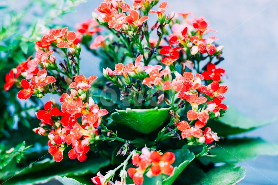 식물,꽃,화분,취미,꽃놀이,식물,자연,plants,nature,꽃,flower,감성,sensible,feeling,색깔,색상,색채,색감,color sense,color sensitivity,feeling of color