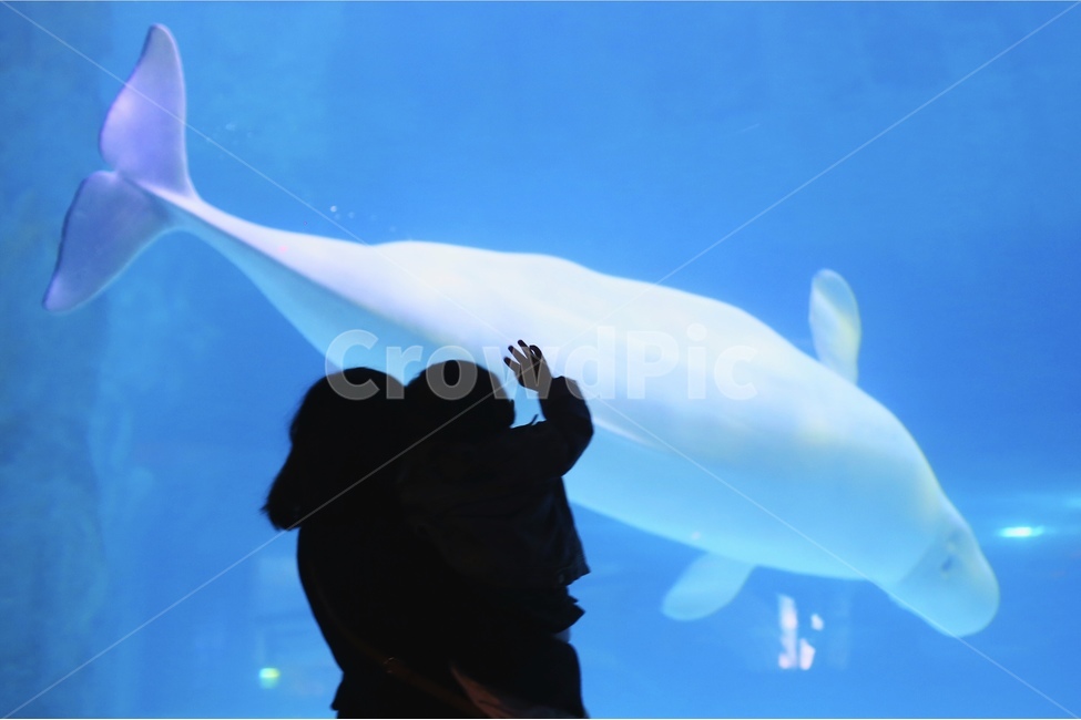 벨루가,흰돌고래,안녕,반가워,수족관,동물,animal,포유류,mammal,사람,인물,인간,human,person,가족,패밀리,family,어린이,어린아이,child,children,kid,인물실루엣,사람실루엣,character silhouette,human silhouette