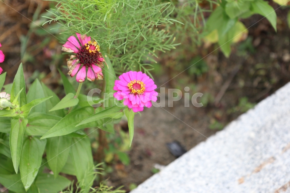 꽃,분홍꽃,핑크,자연,공원,식물,자연,plants,nature,꽃,flower