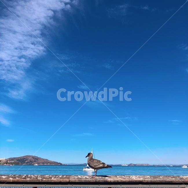 새,바다,하늘,물,bird