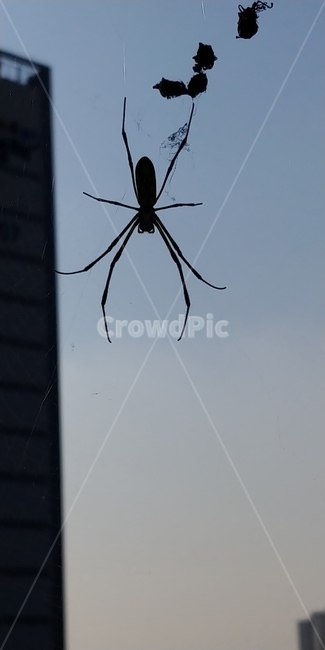 거미,스파이더맨,덫,아우라,영역,동물,animal,곤충,벌레,insect,bug