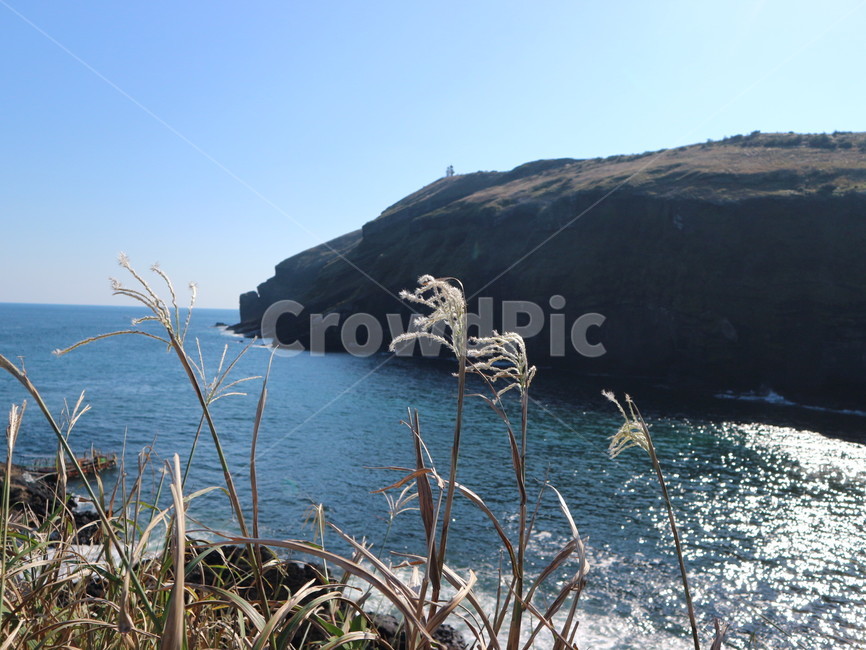 제주도,갈대,바다,섬,바람,풍경,봄,자연,풍경,nature,landscape,shoreline,해안선,water,물,promontory,곶,outdoors,옥외,land,땅,ocean,대양,sea,plant,식물,grass,잔디