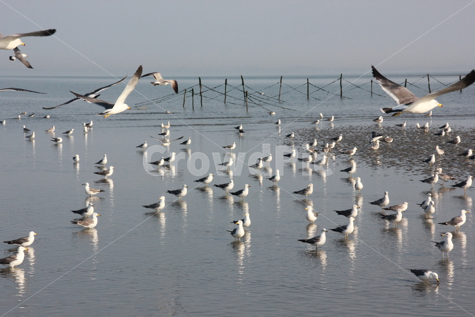 하늘,갈매기,새,조류,갯벌,fly,seagull