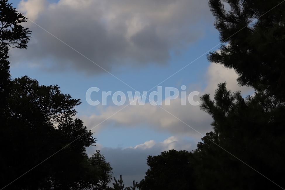 하늘,구름,나무,숲,자연,힐링,감성,자연,풍경,nature,landscape,weather,날씨,outdoors,옥외,cloud,sky,cumulus,적운