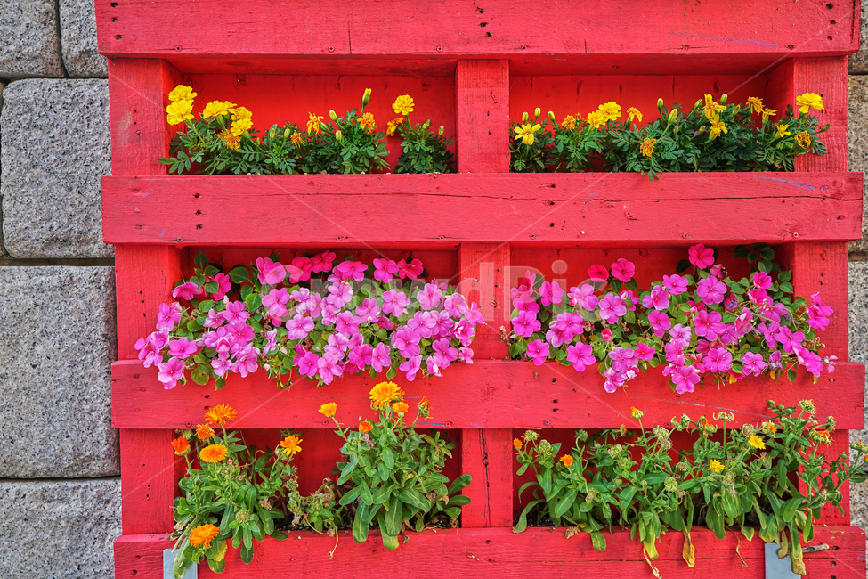 청계천,꽃,여름,식물,자연,화분,식물,자연,plants,nature,꽃,flower