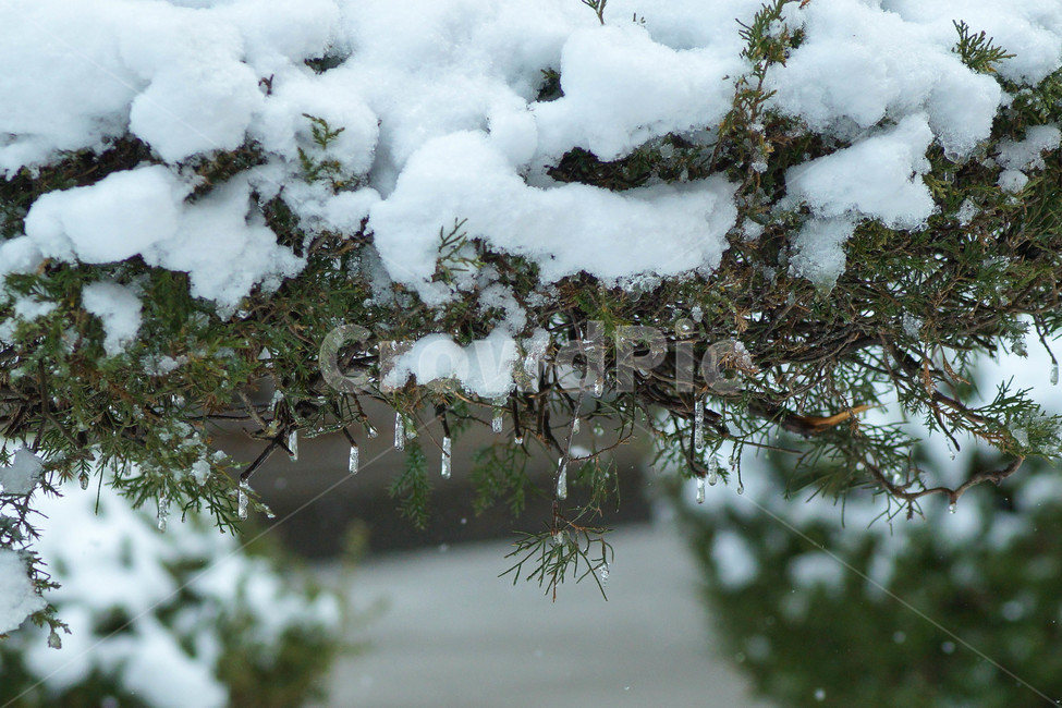 겨울,눈,식물,쌓인눈,차가움,겨울,계절,winter,season,식물,자연,plants,nature