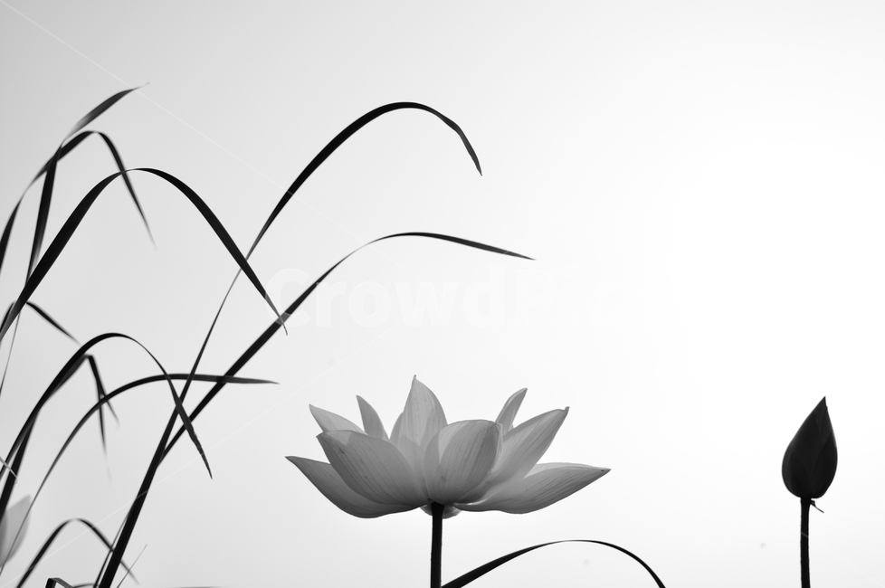 연,연꽃,백련,식물,꽃,식물,자연,plants,nature,꽃,flower,흑백,모노톤,monochrome,black and white