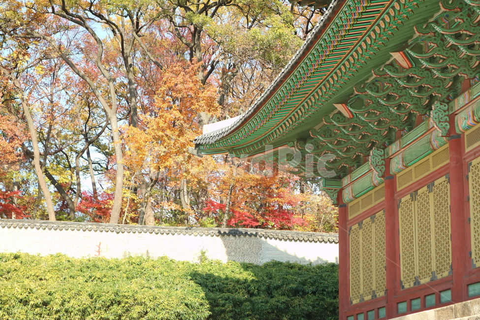 창덕궁,가을,단풍,처마,풍경,가을,계절,fall,autumn,season,한국전통,한국문화,korean traditional,korean culture,건축물,건물외관,exterior,building,structure,architecture,construction,건물,temple,신전