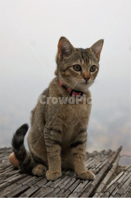 고양이,야옹이,야옹야옹,애완동물,동물,자연,nature,animal,돗자리,휴식,동물,animal,포유류,mammal,고양이,cat,kitten,kitty