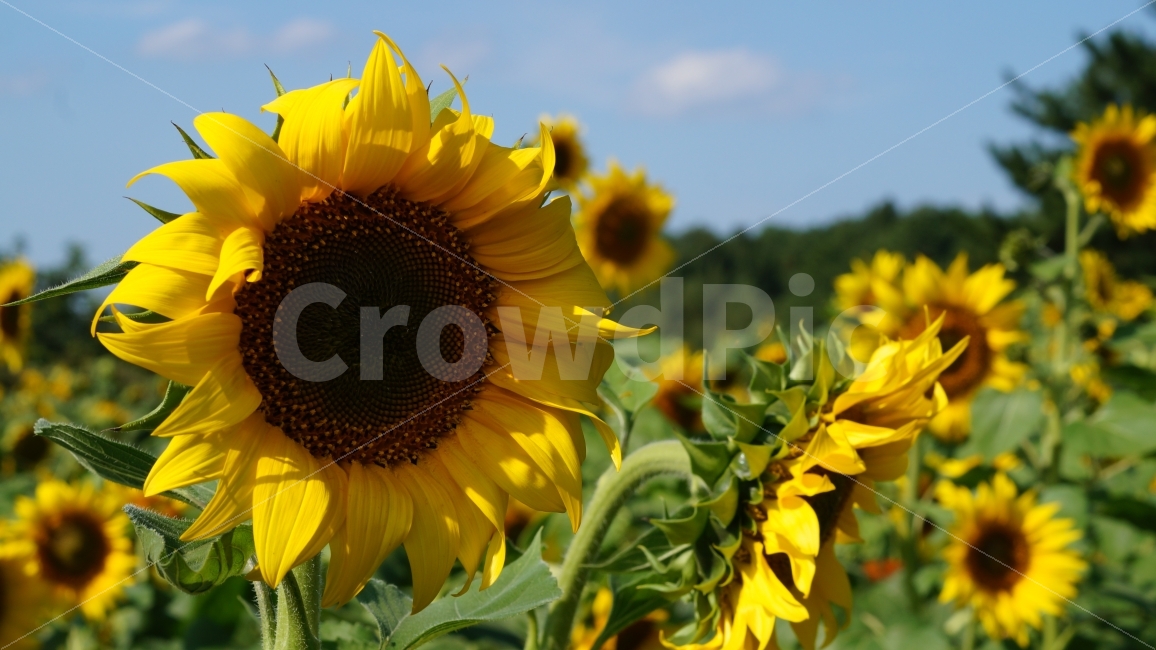 해바라기,해바라기축제,가을,꽃,식물,여름,계절,summer,season,식물,자연,plants,nature,꽃,flower,plant,blossom
