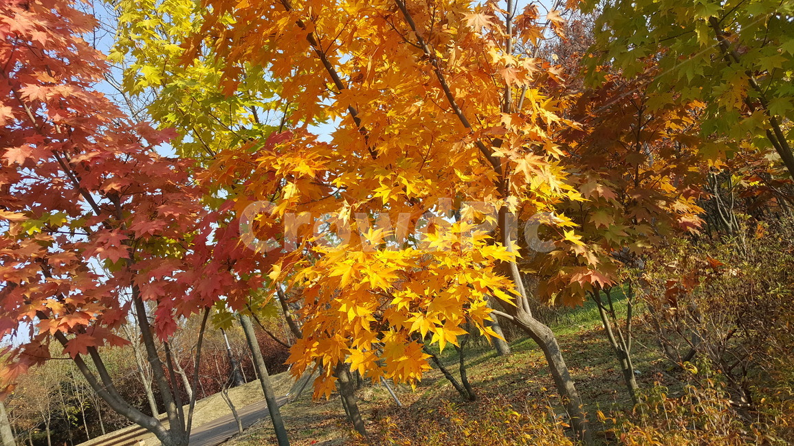 낙엽,가을,나뭇잎,단풍,나무,가을,계절,fall,autumn,season,식물,자연,plants,nature,나무,trees,wood,leaf,잎,plant,tree,maple