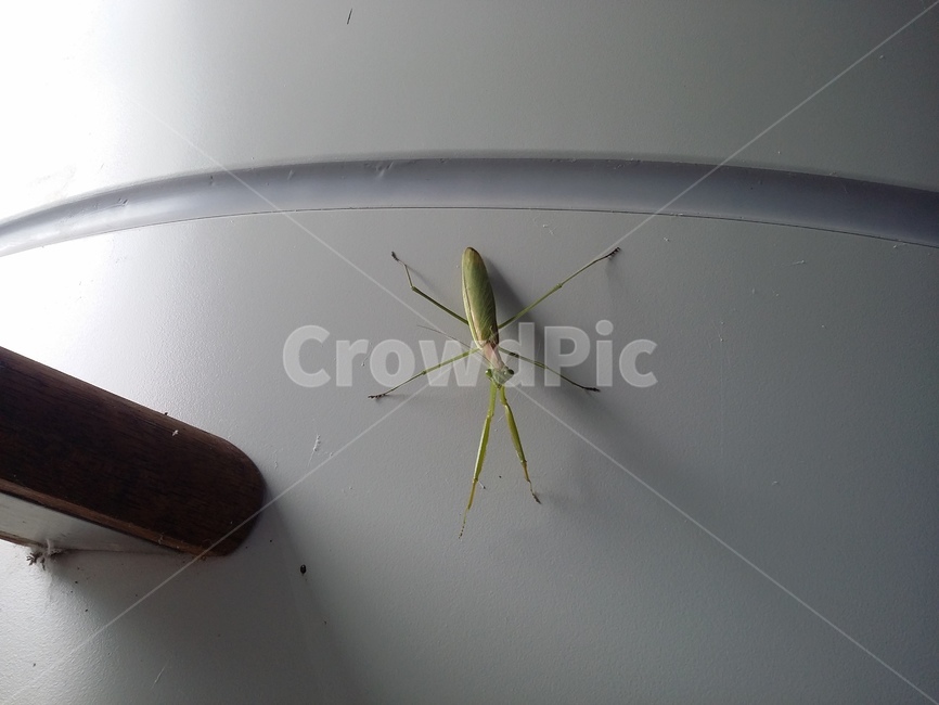 사마귀,자연,insect,곤충,동물,동물,animal,곤충,벌레,insect,bug