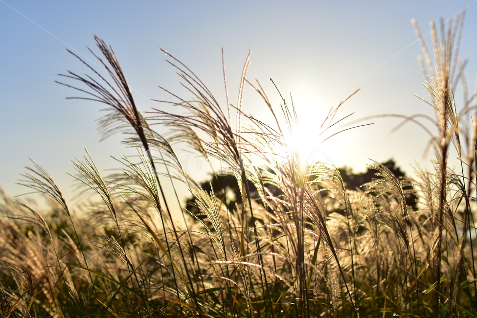 자연,풍경,억새,품,노을,풀,공원,빛,가을,갈대,감성,색감,가을,계절,fall,autumn,season,grass,잔디,plant,식물