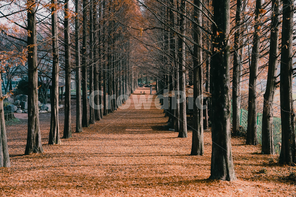 tree,fir,전나무,나무,plant,식물,abies,아비,메타세콰이어,가로수길,가을,감성,가을,계절,fall,autumn,season,자연,풍경,nature,landscape,tree trunk,나무 줄기
