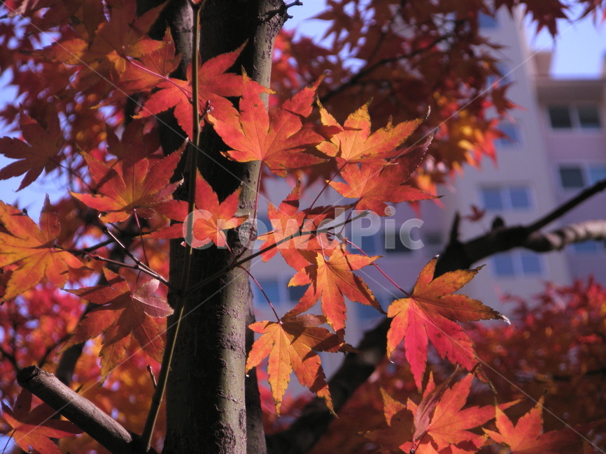 leaf,잎,plant,식물,tree,나무,maple,단풍,가을,autumn,red,color,colorful,가을,계절,fall,autumn,season,식물,자연,plants,nature