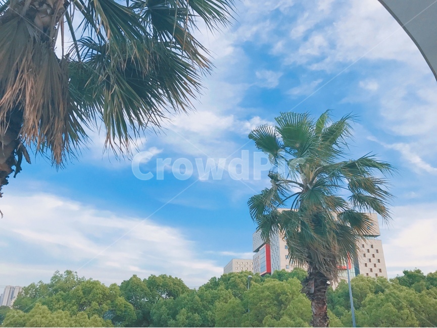 하늘,맑은하늘,구름,summer,여름,plant,식물,tree,야자수,palmtree,arecaceae,나무