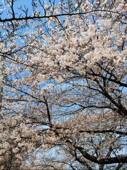 벚꽃,나무,벚꽃나무,꽃,꽃구경,봄,계절,spring,season,식물,자연,plants,nature,꽃,flower,plant,blossom