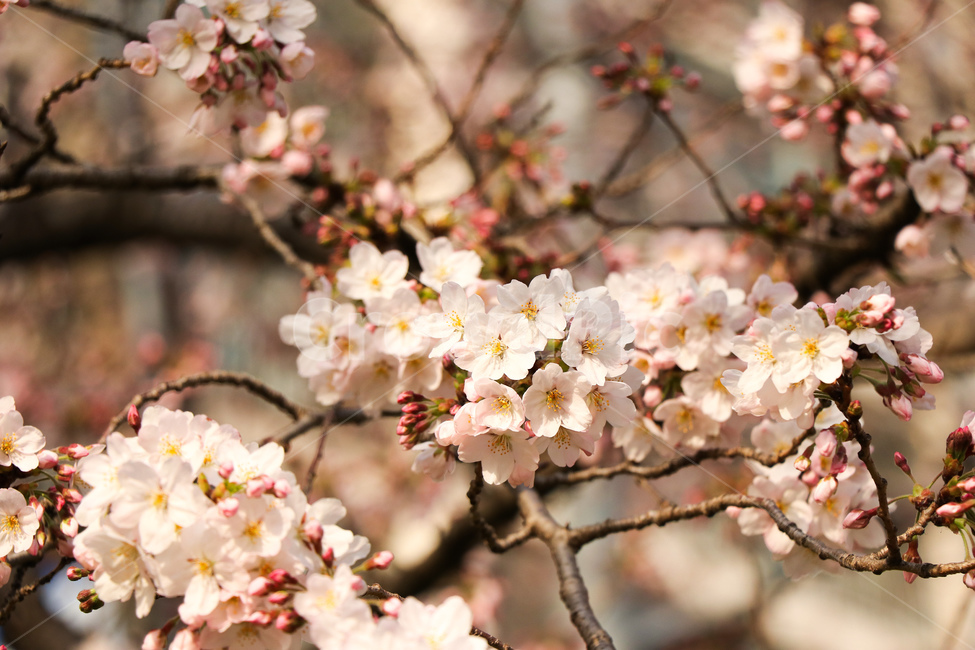 꽃,flower,자연,식물,blossom,cherryblossom,벚꽃,봄,계절,spring,season
