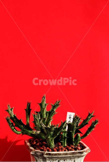 plant,식물,화분,흑룡각,선인장,식물,자연,plants,nature,색깔,색상,색채,색감,color sense,color sensitivity,feeling of color