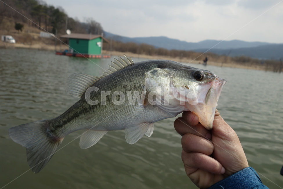 강,낚시,물고기,베스물고기,동물,동물,animal,어류,물고기,fish