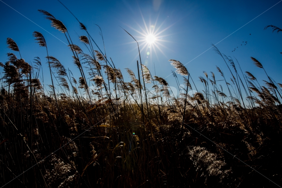 갈대밭,감성,겨울,가을,햇빛,식물,갈대,가을,계절,fall,autumn,season,식물,자연,plants,nature,grass,잔디,plant,flare,플레어,light,빛