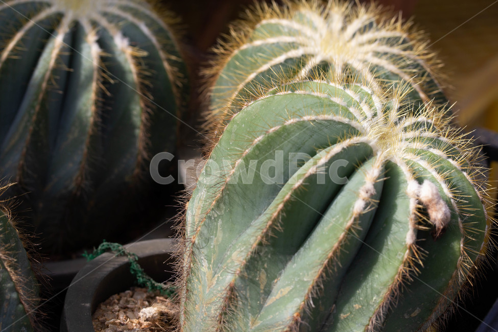 꽃,가시,plant,cactus,선인장,식물,식물,자연,plants,nature