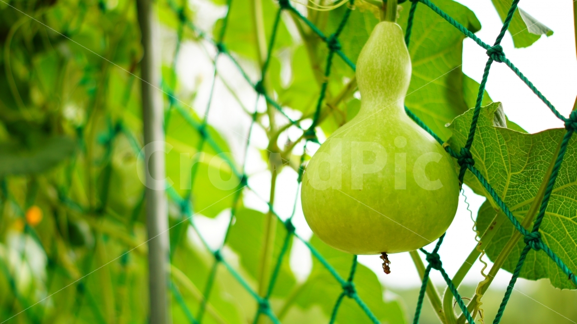 박,초록,여름,덩굴,열매,식물,식물,자연,plants,nature,음식,식재료,요리,food,cook,meal,dishes,food reserves,채소,야채,vegetables