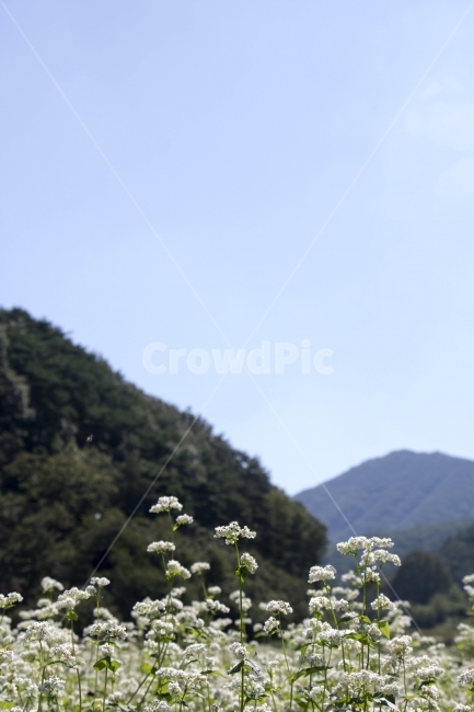 메밀,메밀꽃,식물,꽃,꽃밭,사진,단독사진,디자인,소스,포토,사진자료,배경,배경사진,백그라운드,한국,동양,아시아,풍경,자연,환경,실외,낮,아침,봉오리,꽃봉오리,잎,꽃잎,7월,8월,9월,가을,가을꽃,여름꽃,만개,개화,아웃포커스,접사,근접,녹색,야외,역광,가을하늘,몽환적인,흰색,흰꽃,환상적인,식물도감,도감,학습자료,식물,자연,plants,nature,꽃,flower