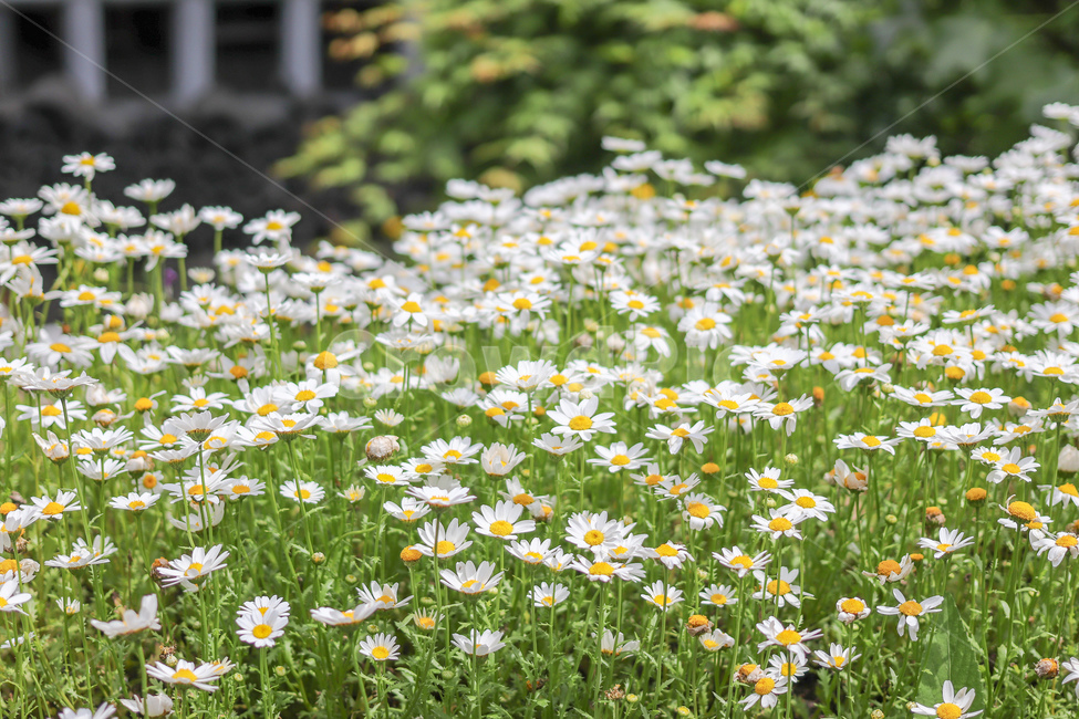 들꽃,꽃,꽃밭,식물,자연,계절,풍경,힐링,flower,nature,healing,식물,자연,plants,nature,꽃,flower