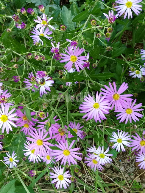 아스타,식물,꽃,flower,plant,(aster,식물,자연,plants,nature,꽃,flower