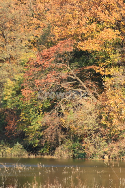 풍경,가을,plant,식물,tree,나무,물,단풍,계절,호수,저수지,야외,가을,계절,fall,autumn,season