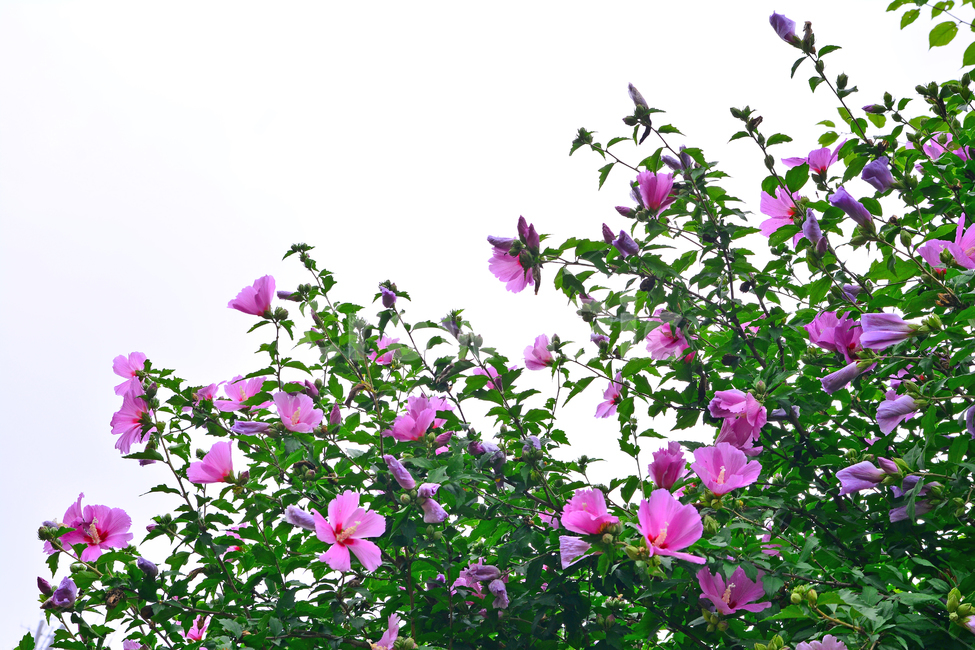 무궁화,나라꽃,꽃,우리꽃,국화,분홍색,핑크색,배경,바탕,백그라운드,flowers,korean,mugunghwa,roseofsharon,hibiscus,식물,나무꽃,아름다움,꽃송이,꽃잎,잎사귀,우리나라꽃,nationalflower,background,plant,blossom,한국적