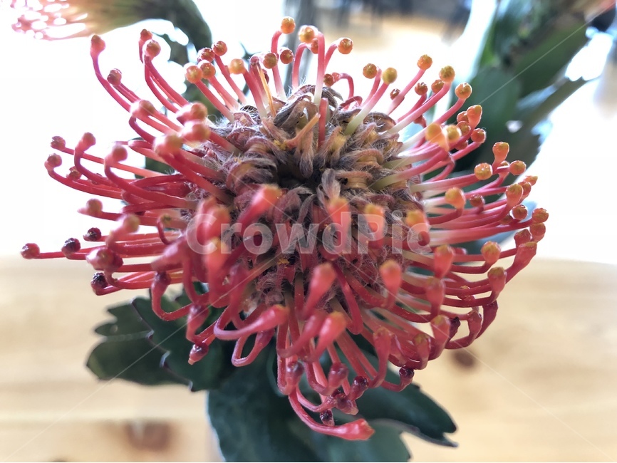 꽃,카페,촉수,붉은,red,식물,자연,plants,nature,꽃,flower