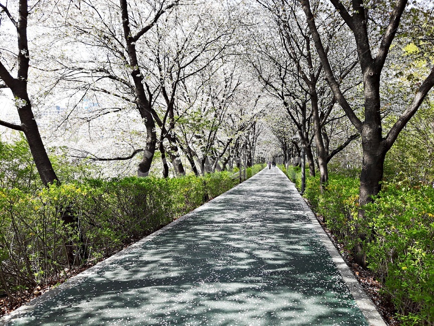 봄,산책로,햇살,길,벗꼿,벗꽃나무,벗꽃잎,봄날,따뜻한봄,양재천,양재천변,봄,계절,spring,season,자연,풍경,nature,landscape,asphalt,아스팔트,road,도로,path,통로