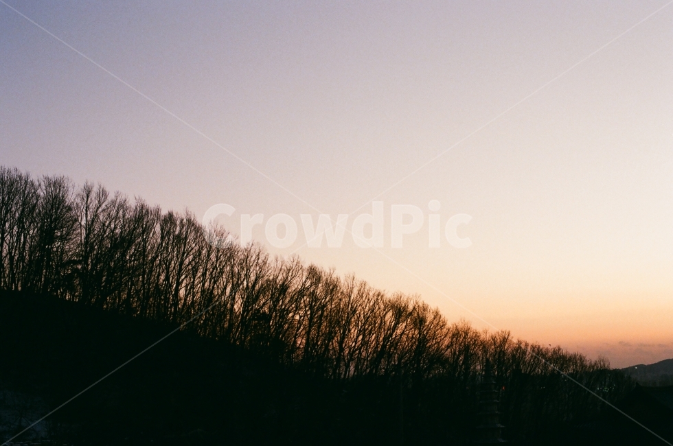 해질녘,풍경,노을,sunset,birch,자작나무,자연,겨울,계절,winter,season,자연,풍경,nature,landscape,실루엣,그림자,silhouette,shadow,outdoors,옥외