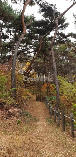 가을,산책,나무,자연,숲,힐링,감성사진,오솔길,가을,계절,fall,autumn,season,tree,plant,식물,tree trunk,나무 줄기,ground,바닥