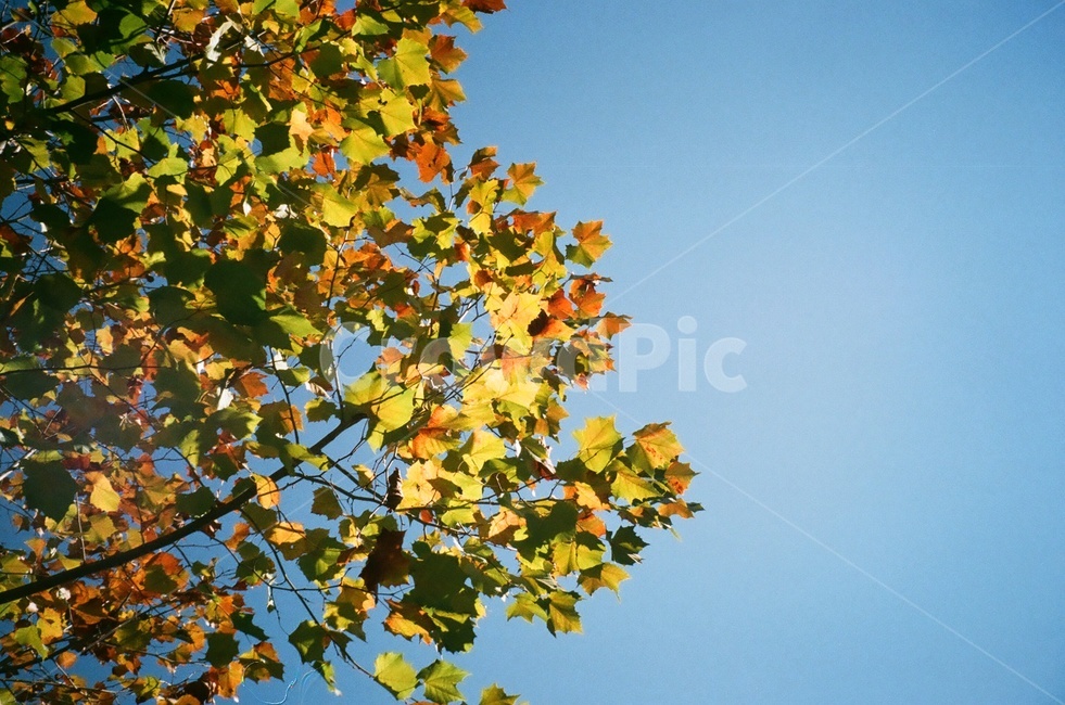 하늘,낙엽,필름카메라,필름사진,가을,가을,계절,fall,autumn,season,식물,자연,plants,nature,나무,trees,wood,leaf,잎,plant,tree