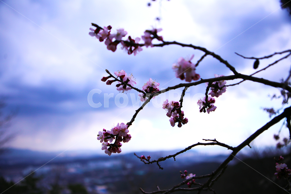 꽃,벗꽃,하늘,자연,나무,예쁜색,봄,계절,spring,season,식물,자연,plants,nature,꽃,flower,plant