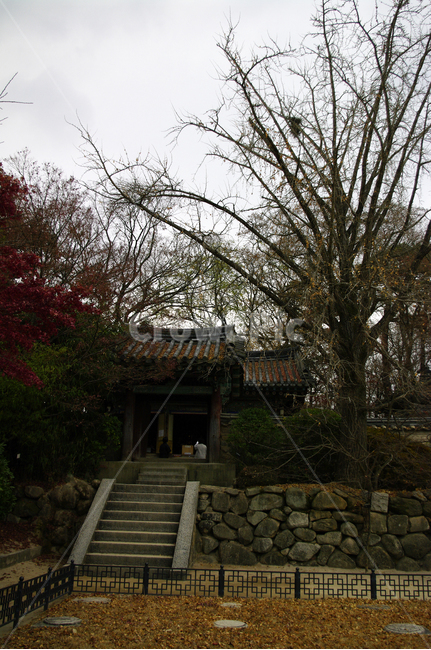 경주,건축,불국사,사찰,지붕,traditional,전통,기와지붕,가을,fall,나무,식물,plant,가을,계절,fall,autumn,season,한국전통,한국문화,korean traditional,korean culture,건축물,건물외관,exterior,building,structure,architecture,construction,outdoors,옥외