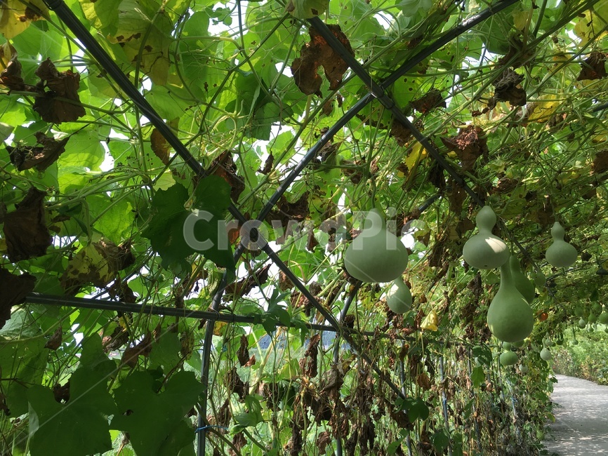 조롱박,박,자연,식물,여름,식물,자연,plants,nature