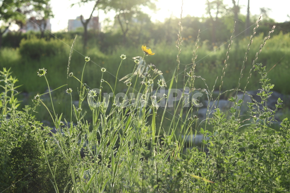 아침,빛,햇살,맑음,풍경,잎,식물,자연,plants,nature,꽃,flower,휴식,힐링,rest,relaxation,healing