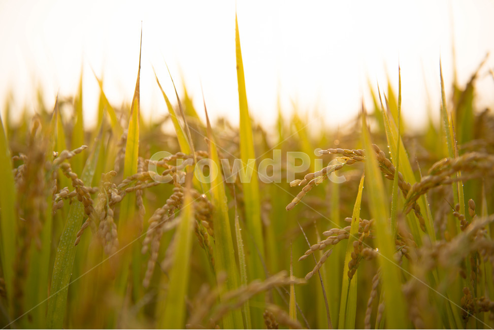 벼,가을,노랑,논,햇살,식물,자연,plants,nature,감성,sensible,feeling,휴식,힐링,rest,relaxation,healing
