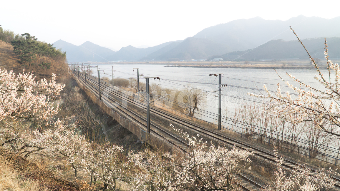 봄,매화,꽃,자연풍경,식물,한국자연풍경,봄,계절,spring,season,자연,풍경,nature,landscape,한국자연풍경,한국자연경관,korea nature landscape,교통,교통수단,traffic,transportation,train track,기찻길,railway,철도,rail,레일