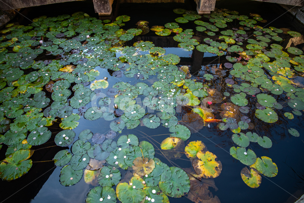 금붕어,연밭,연못,물,소원,자연,풍경,nature,landscape,plant,식물,flower,꽃,lily,백합,blossom,outdoors,옥외