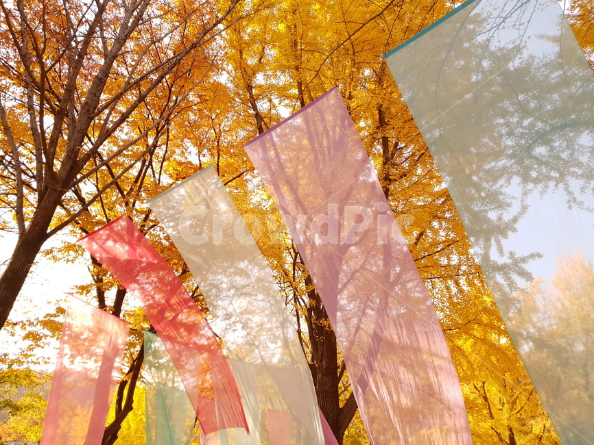 하늘하늘,휘날리는천,민속촌,가을날,감성,sensible,feeling,노란나무,tree,fall,autumn,색깔,색상,색채,색감,color sense,color sensitivity,feeling of color