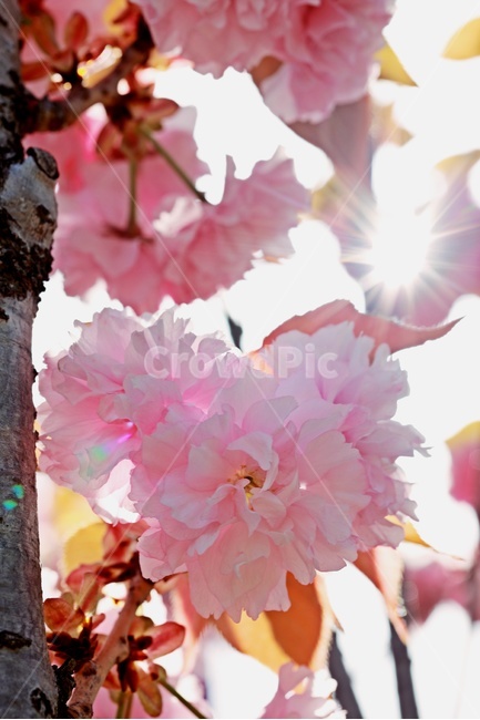햇빛,분홍꽃,꽃,봄,flower,pinkflower,sunlight,봄,계절,spring,season,식물,자연,plants,nature,꽃,flower,plant