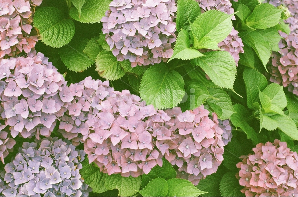 꽃,식물,수국,보라색,여름꽃,식물,자연,plants,nature,꽃,flower,감성,sensible,feeling,색깔,색상,색채,색감,color sense,color sensitivity,feeling of color